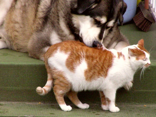 dogs and cats. Both dogs and cats