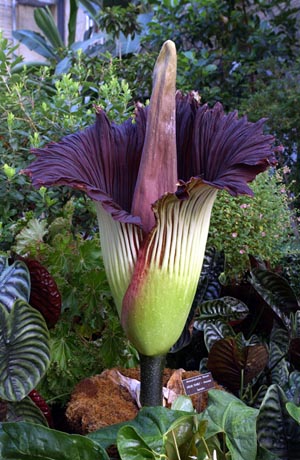 Big Stinky Flower