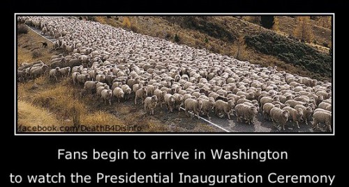 sheep_inauguration